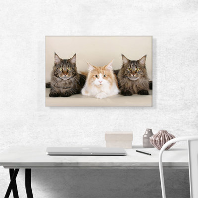 Maine Coon Cats - Reproduction de photo sur toile tendue