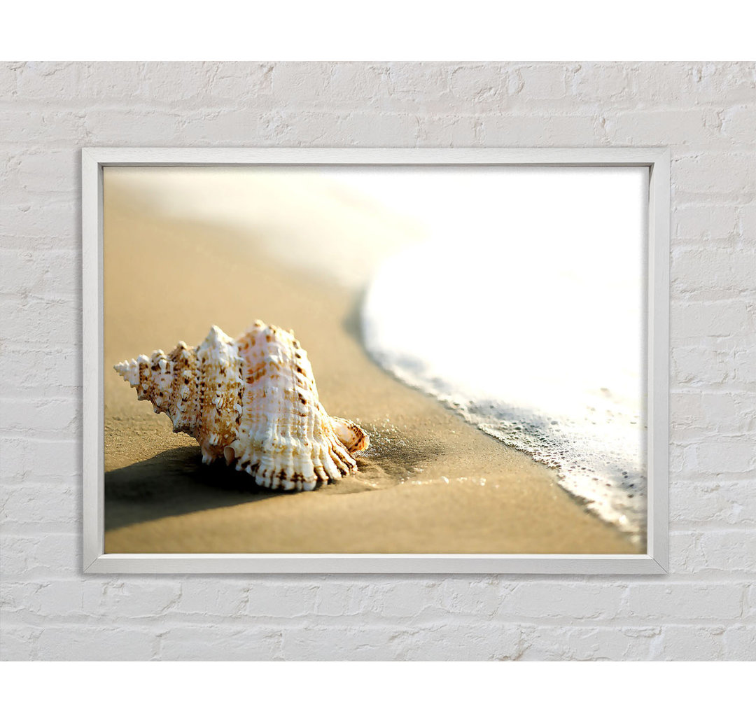 Whelk Shell On The Beach 2 - Einzelbildrahmen Kunstdrucke auf Leinwand