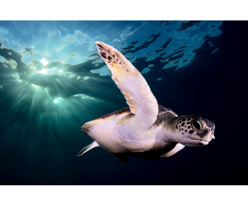 Wrapped Canvas Print, 121.92 cm H x 81.28 cm W
