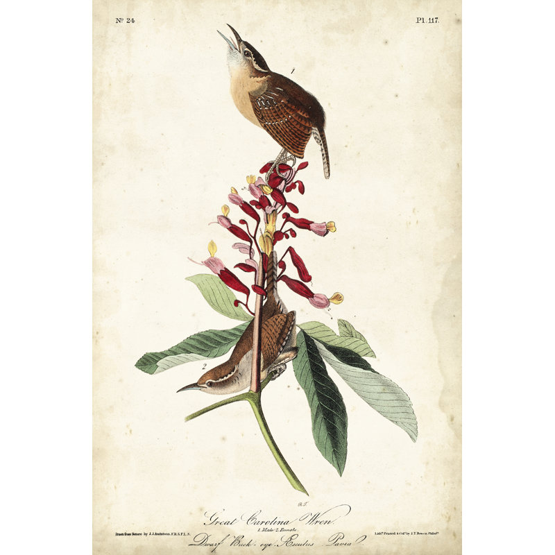 Great Carolina Wren by John Audubon -  Painting, 30 cm H x 20 cm W, Wrapped Canvas