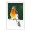 American Robin Print by PC Ngo-1952204231-1952204228