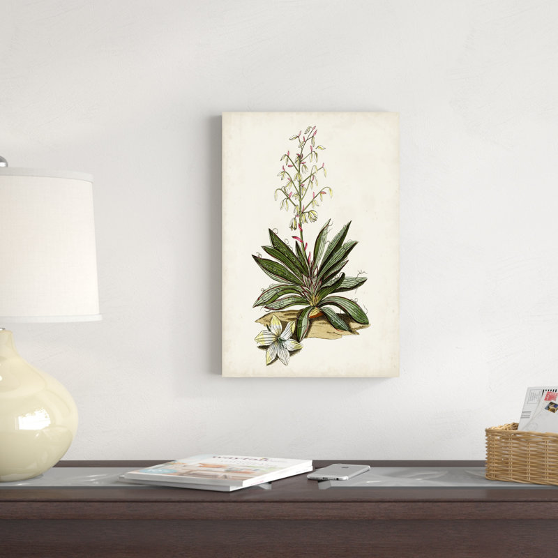 Étude botanique antique I, H 18 po x l 12 po x P 1,25 po
