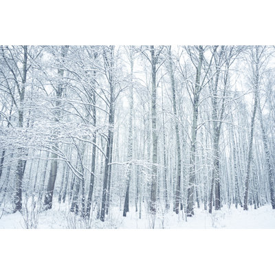 Snow-Covered Birch - Wrapped Canvas Photograph