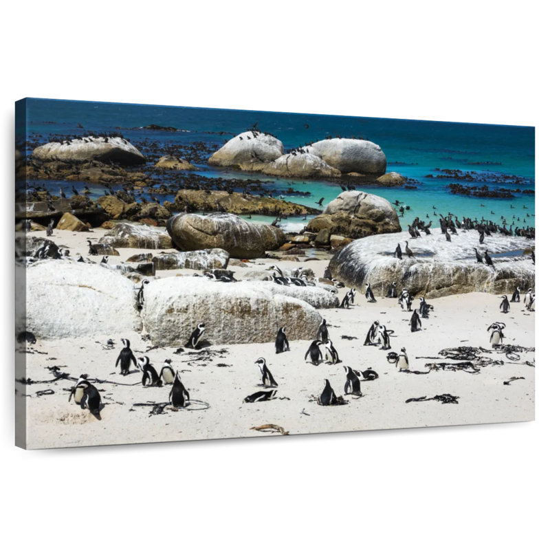 Pingouins de Brampt Boulders Beach, H 24 po x l 36 po