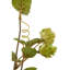 Fiori Hops Arrangement