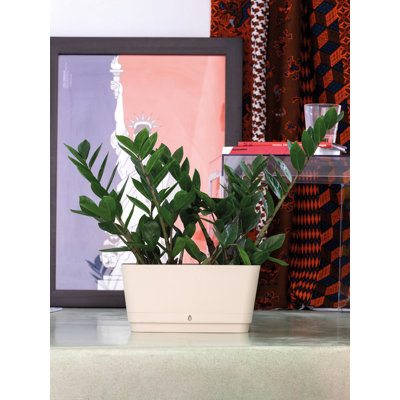Dune window box