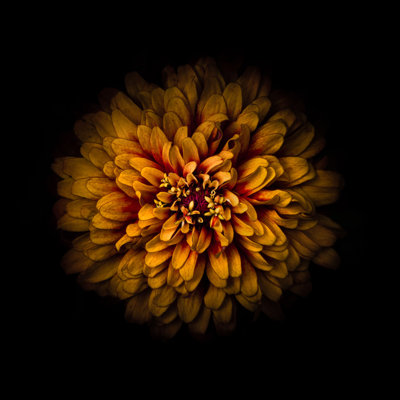Orange Zinnia by Brian Carson - Wrapped Canvas Art Prints