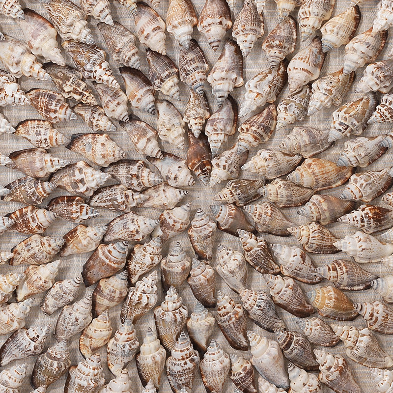 Beige Simnia Shell Framed Wall Art
