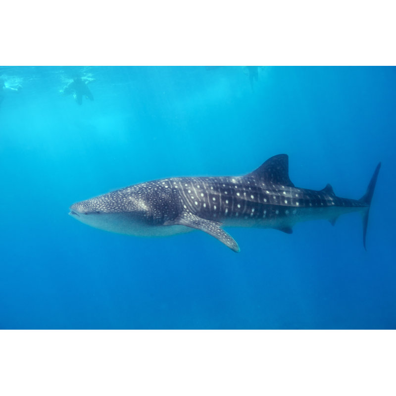 " Whale Shark " by Shalamov, 36" W x 24" H