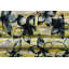 Parvez Taj - Wrapped Canvas Print-16673912
