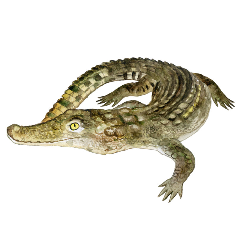 Nile Crocodile Animal by Iryna Zaichenko - Wrapped Canvas Print, 51cm H x 51cm W x 3.8cm D