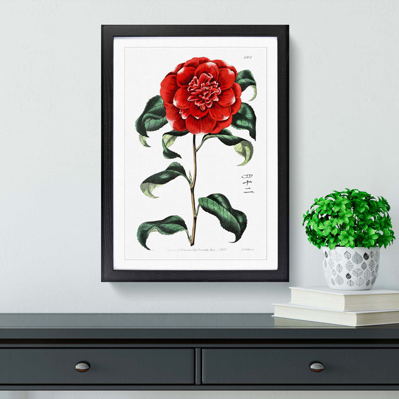 Crimson Camellia Flower - Framed Print, 48cm H x 36cm W x 2cm D, Black Framed