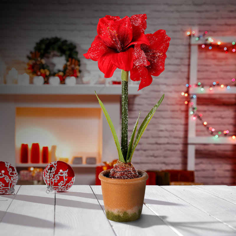 Mini amaryllis givré 15 po