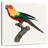 Brampt Sun Conure