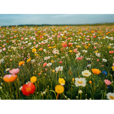 Field of Joy - Wildflower Meadow Wrapped Canvas Wall Art