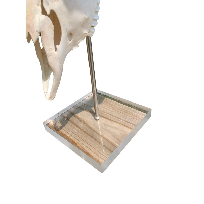 Genuine African Impala Skull on Base