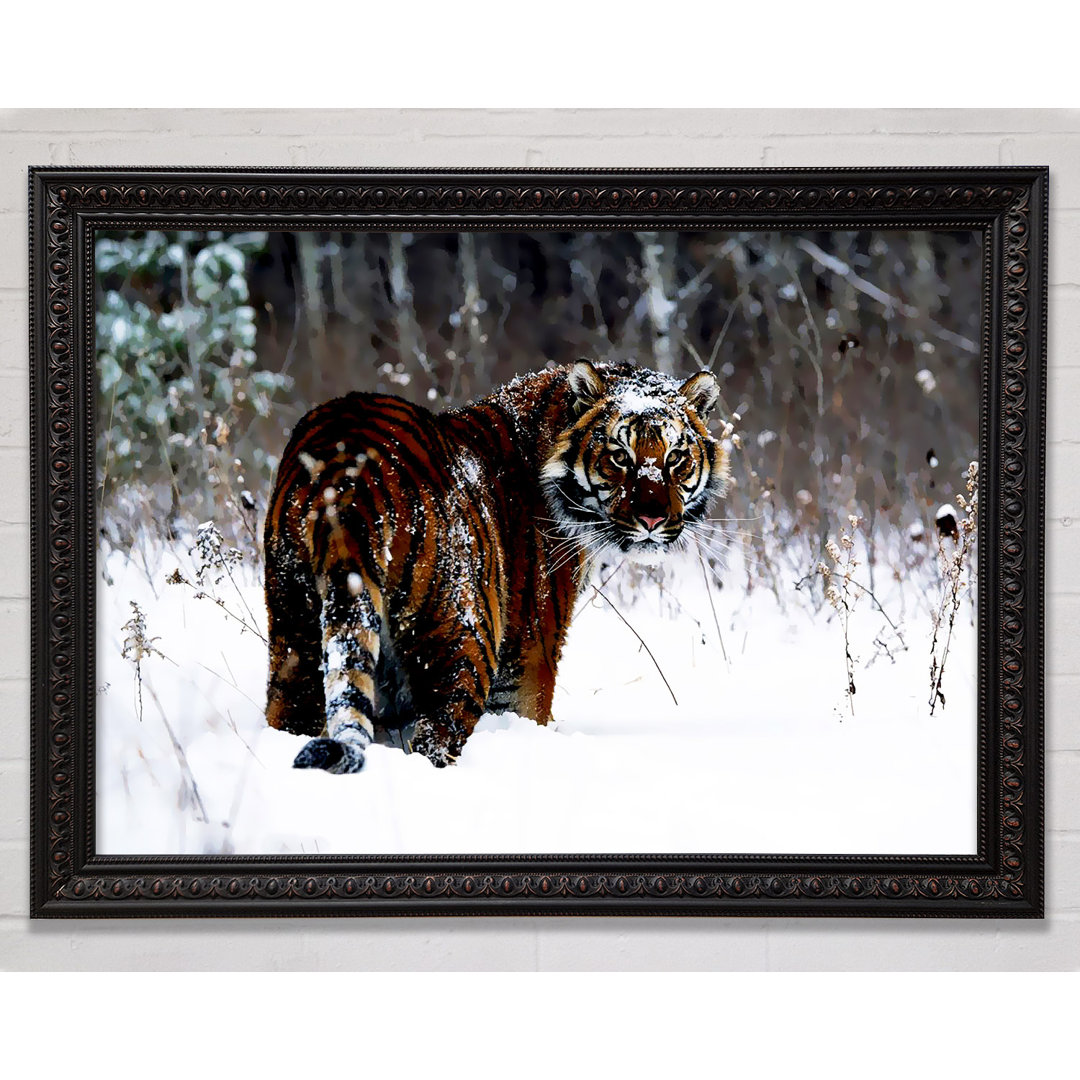 Tiger In The Snow - Einzelne Bilderrahmen Kunstdrucke