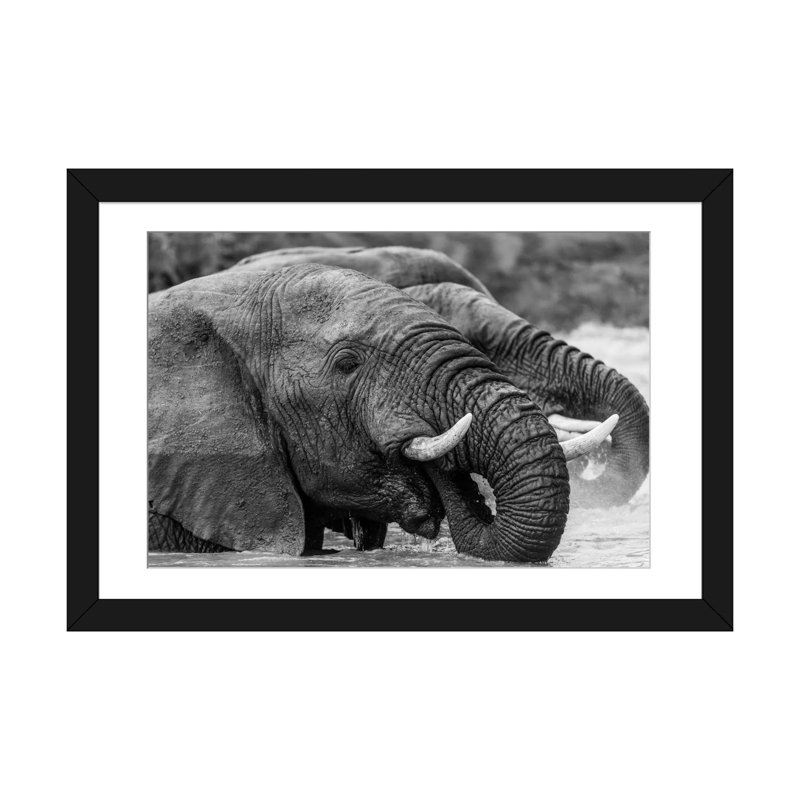 «Bathing Elephants» par Anders Jorulf - reproduction de photo sur toile tendue, H 16 po x l 24 po x P 1 po, Blanc