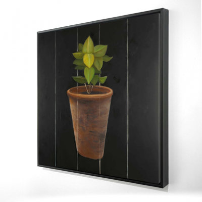 " Plant Of Bay Leaves "