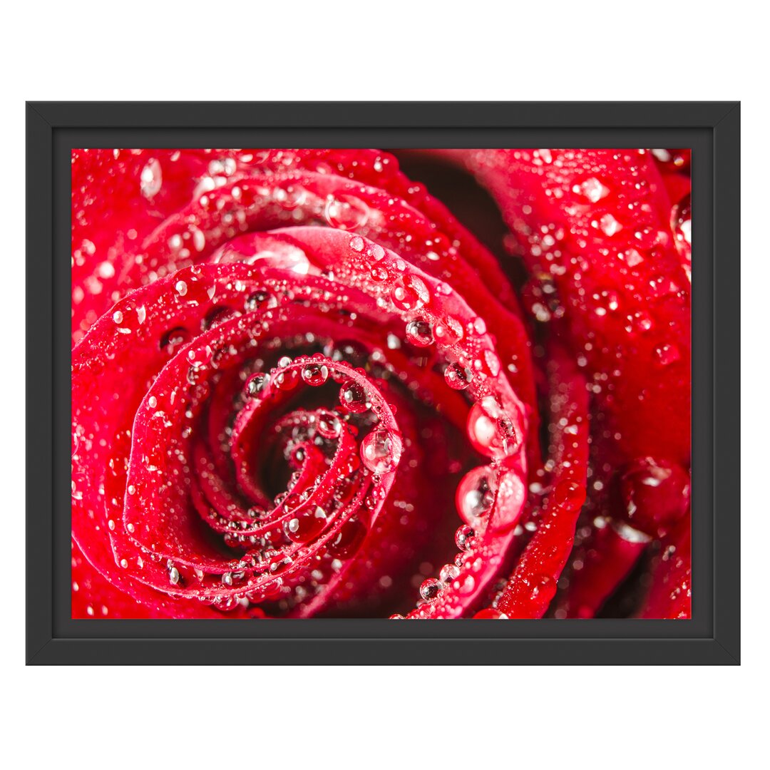 Gerahmtes Wandbild Rose mit Wassertropfen