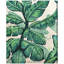 Feuilles de bananier - Reproduction d'art sur toile tendue-58034147
