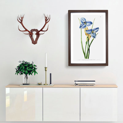 Blue Iris Flowers - Framed Print