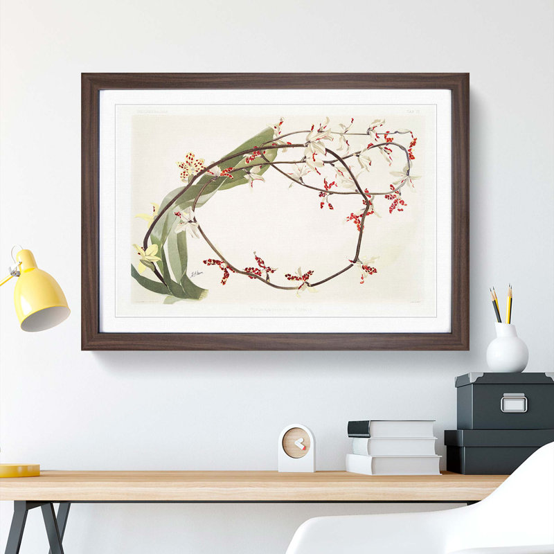 Magnolia Flowers Illustration Tab.71 by Frederick Sander - Picture Frame Art Print, Walnut Framed, 27cm H x 36cm W x 2cm D