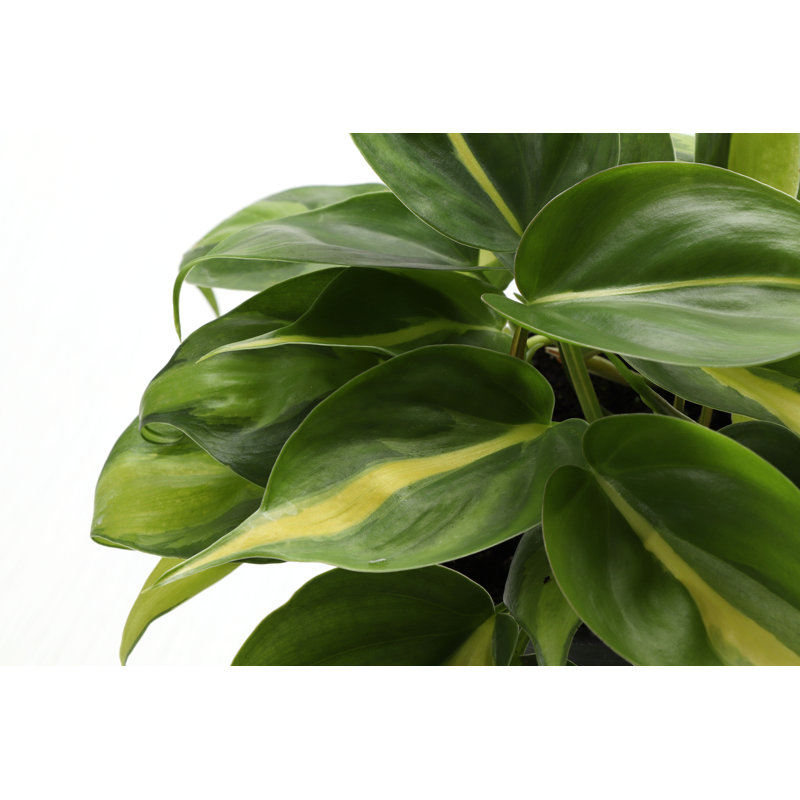 Live Brazil Philodendron Plant in Hanging Pot