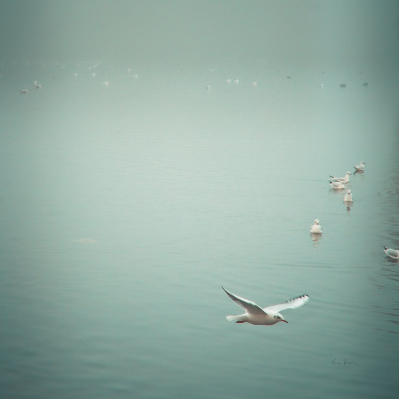 Soul Birds Harbor Grey - Wrapped Canvas Print, 30cm H x 30cm W x 3.8cm D