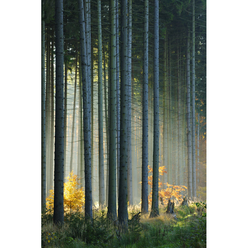 Forest In Autumn - Wrapped Canvas Print, 30cm H x 20cm W x 3.8cm D