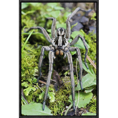" Wolf Spider Male "