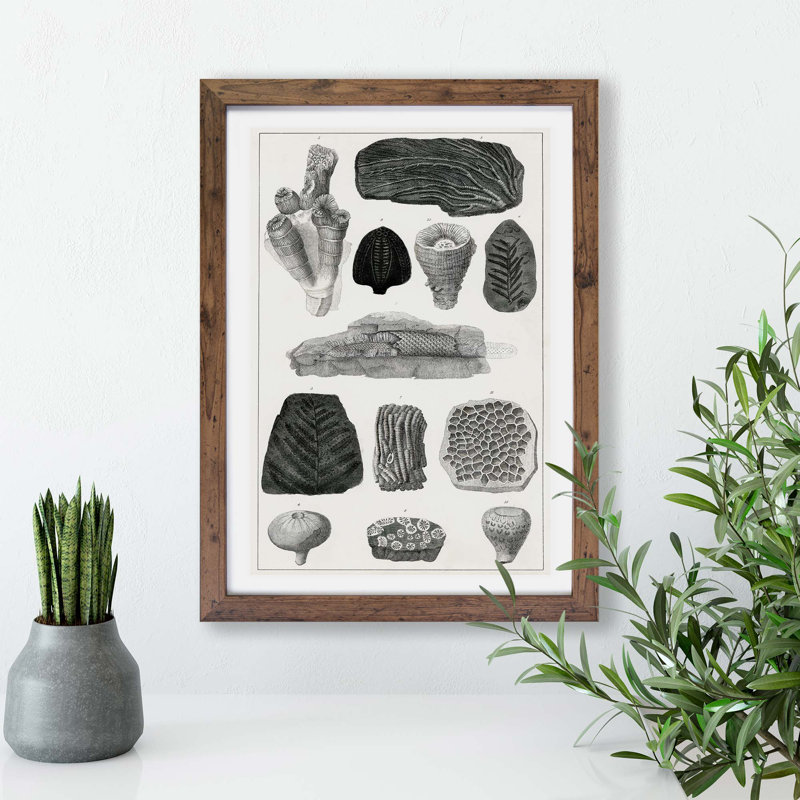Collection Of Fossils by Oliver Goldsmith - Single Picture Frame Print, 33cm H x 45cm W x 2cm D, Walnut