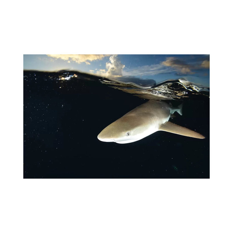 Blacktip Reef Shark, Yap, Micronesia II 1 Piece Wrapped Canvas Wall Art, 20.32 cm H x 30.48 cm W