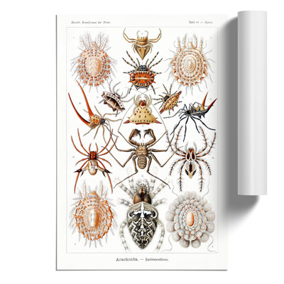 Arachnids Spiders by Ernst Haeckel - Frameless Print