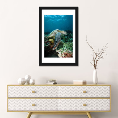 « green sea turtle on corail-corail, en danger, sipadan island, celebes sea, borneo », reproduction de photo sur toile