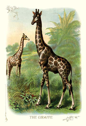 « the giraffe », reproduction d’art
