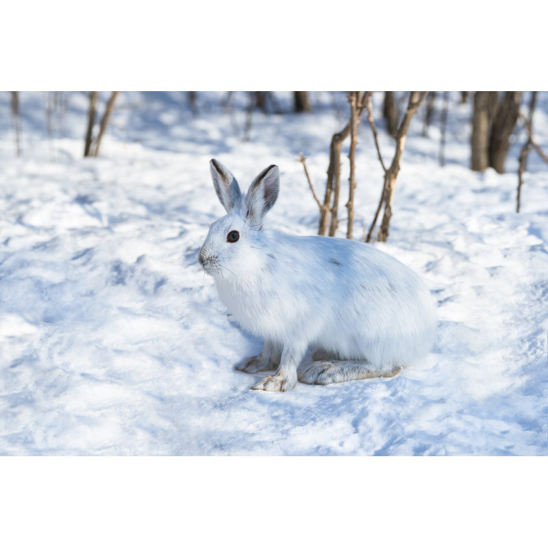 White Snowshoe Hare on Snow - Photographie sur toile tendue, H 8 po x l 12 po
