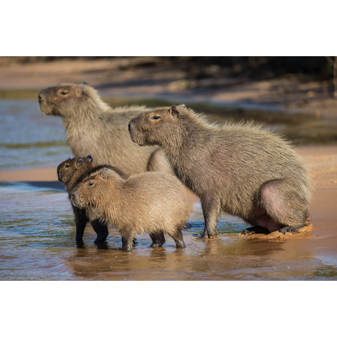 Gruppe von Capybara am Flussufer im Pantanal Brasilien von SeppFriedhuber - Kunstdrucke ohne Rahmen auf Leinwand