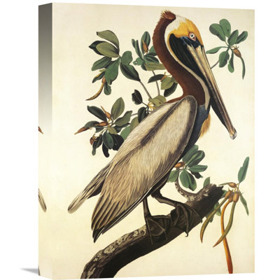 " Brown Pelican "