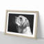 Labrador Dog - Picture Frame Photograph Print-56705141-56705147