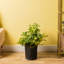 Schefflera Capella in Nursery Pot