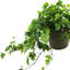 Verdant Vines Faux Ivy Plant in Fiberstone Pot