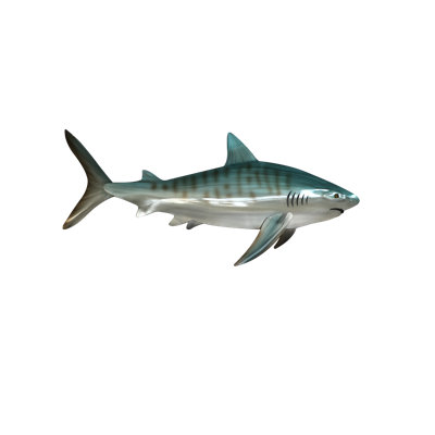 Requin tigre