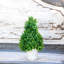 Faux Dracaena Plant-1861991714