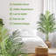 152cm Palm Plant