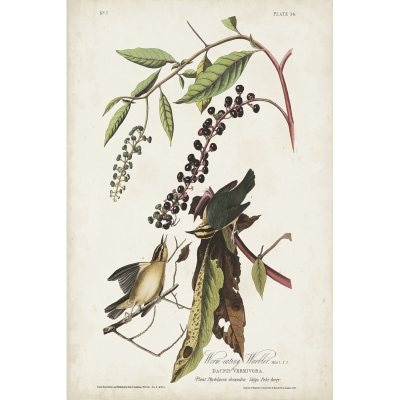 Pl 34 Worm-Eating Warbler by John Audubon - Wrapped Canvas Painting, 122cm H x 81cm W
