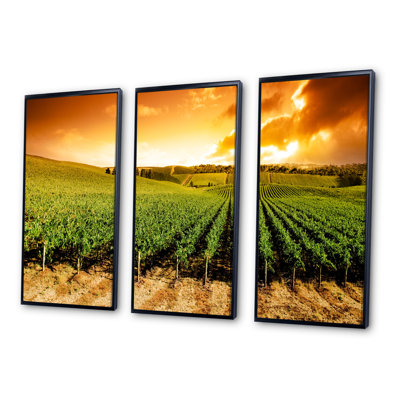 Sunset Vineyard Panorama " Sunset Vineyard Panorama " 3 - Pieces