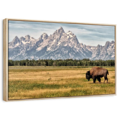 Bull Bison In Grand Teton