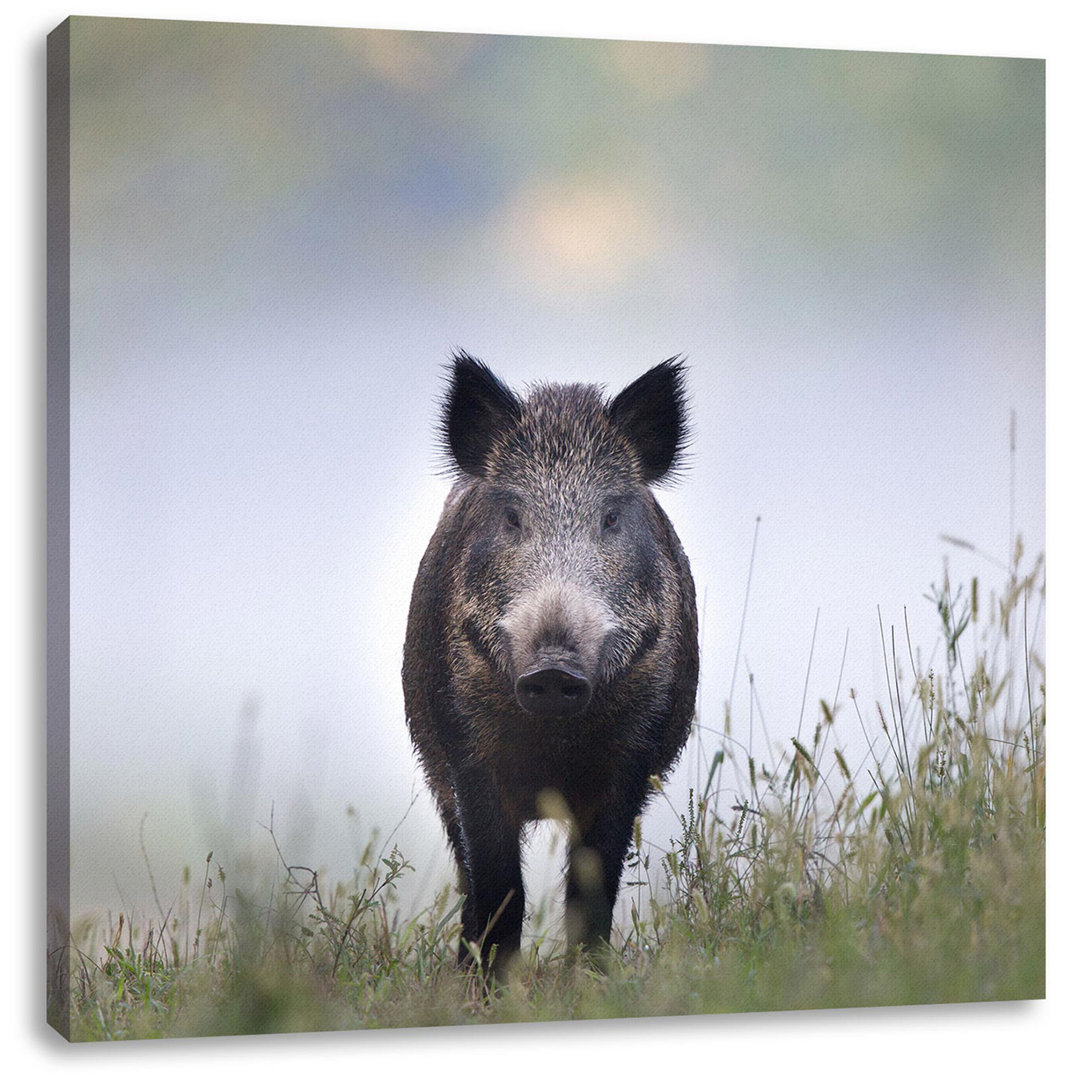 Leinwandbild Wildschwein auf einer Wiese im Nebel