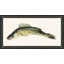 Fresh Catch 3 Print